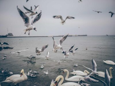 Strandhus på Öland – 50 m till havet